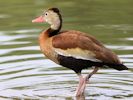 Black-Bellied Whistling Duck (WWT Slimbridge July 2013) - pic by Nigel Key